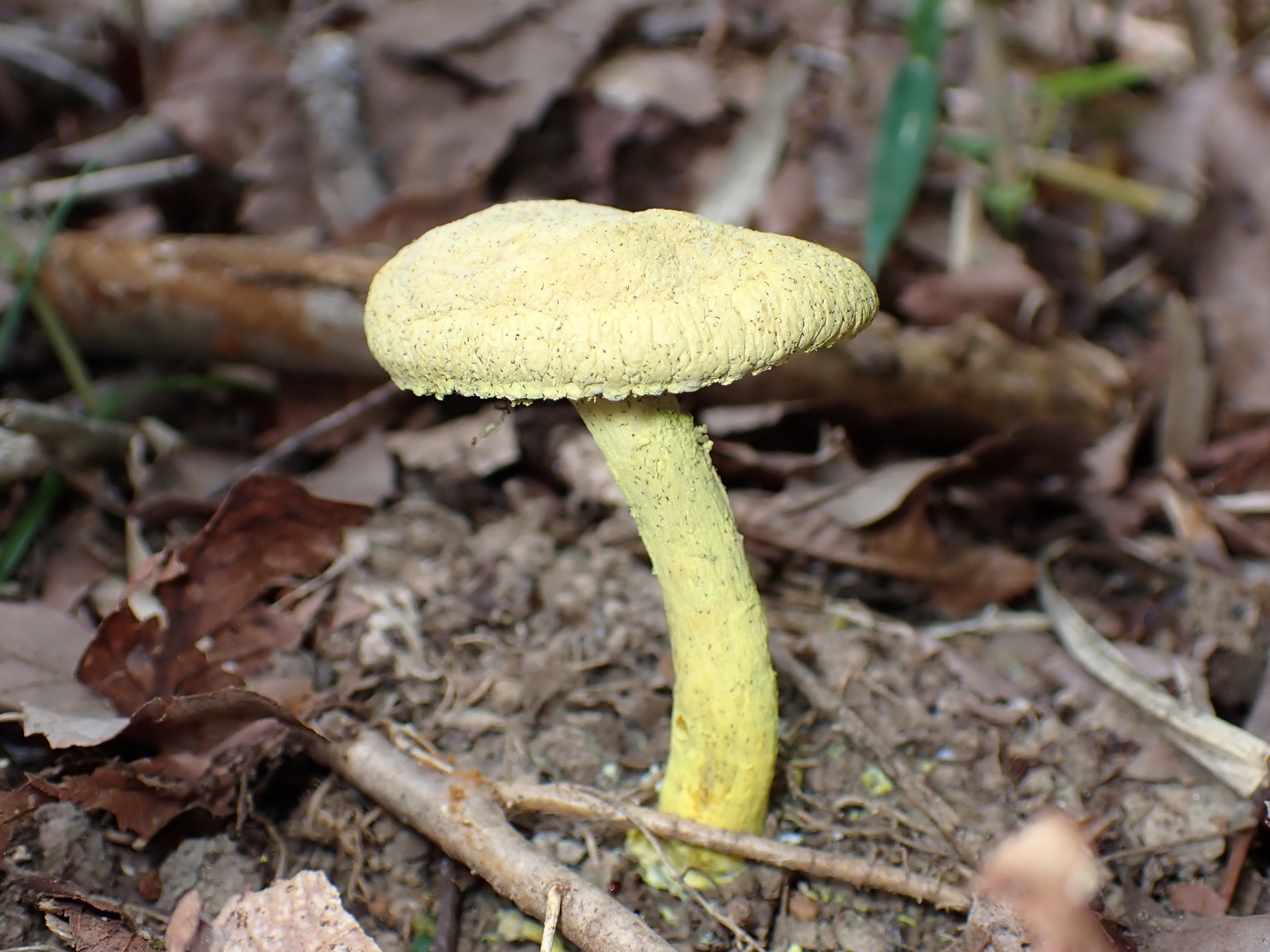 キイロイグチ の高画質写真です。横浜市で、2025年8月27日に撮影したものです。