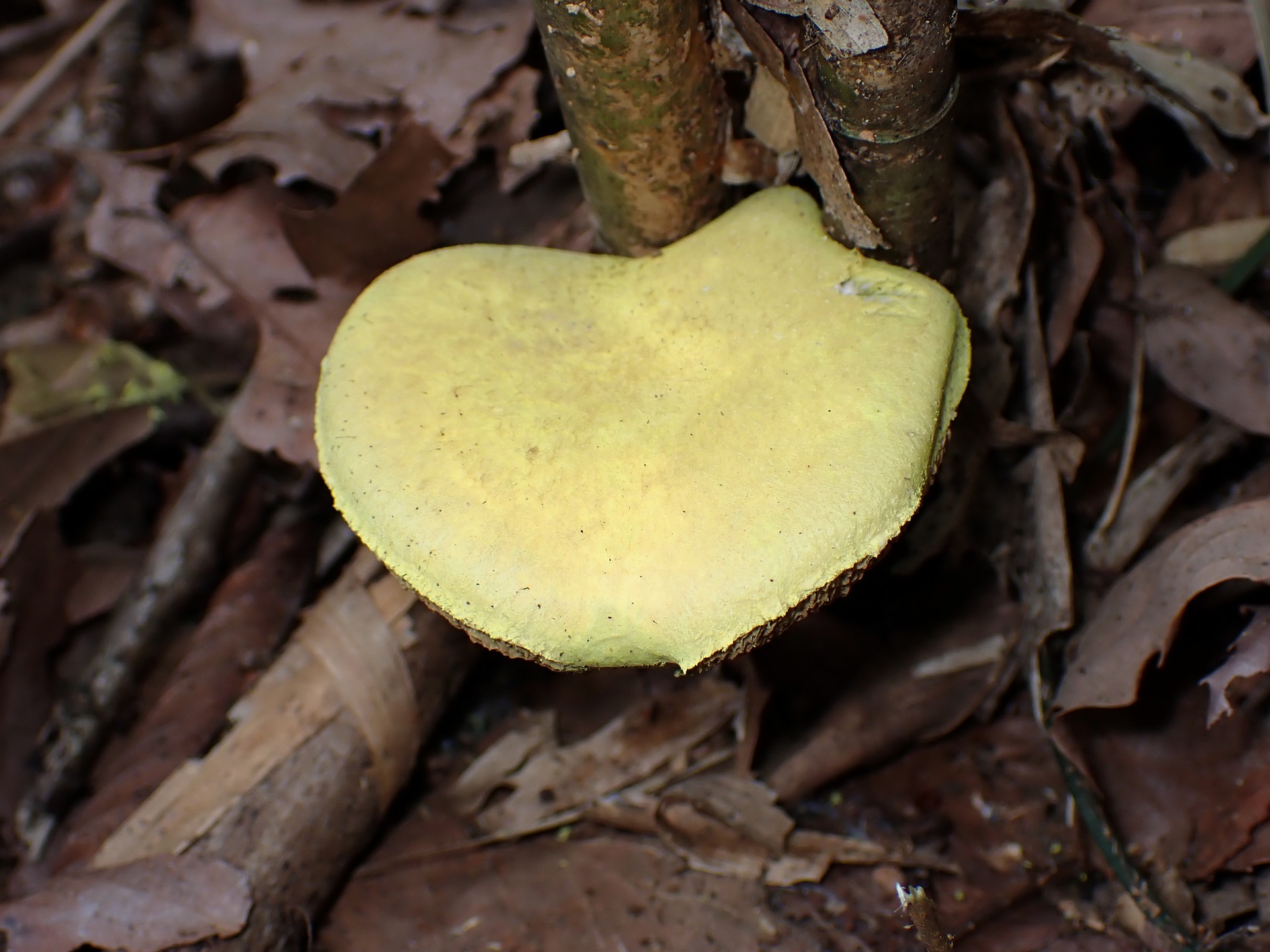 キイロイグチ の高画質写真です。横浜市で、2025年8月27日に撮影したものです。