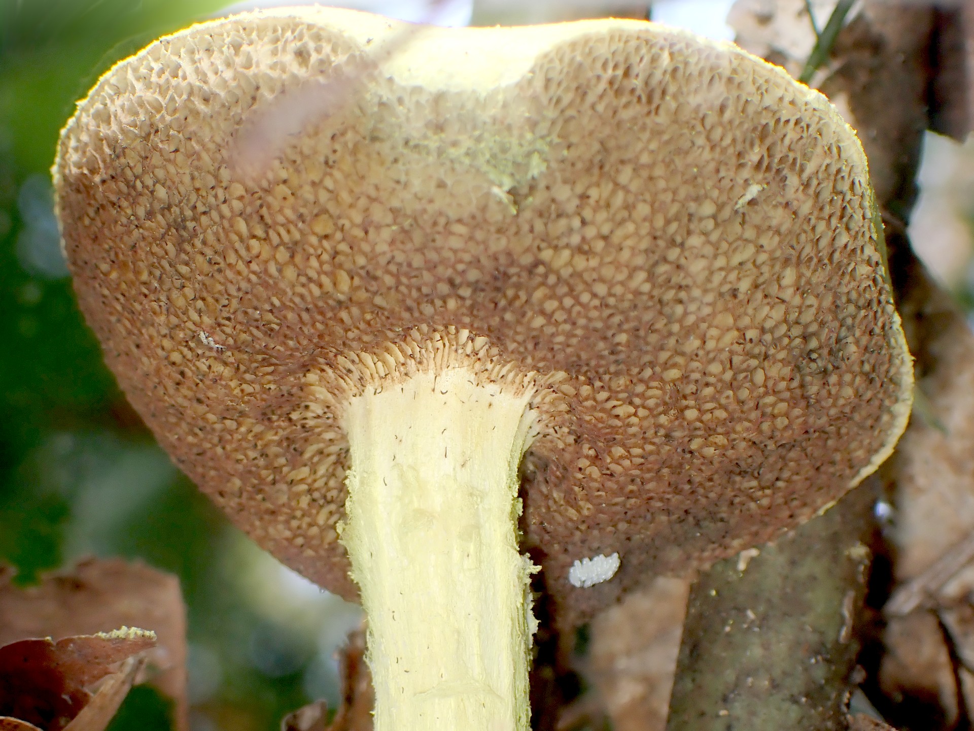 キイロイグチ の高画質写真です。横浜市で、2025年8月27日に撮影したものです。