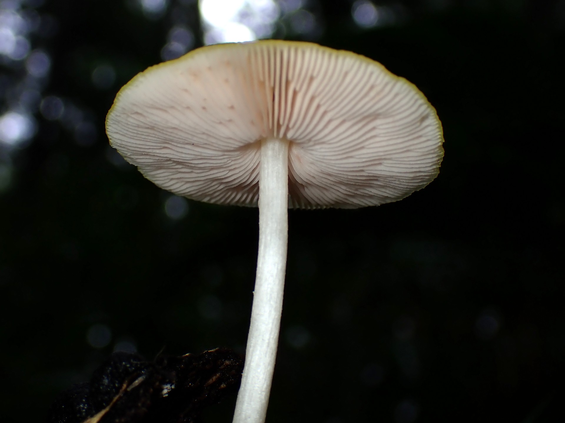 黄色いきのこ の高画質写真です。横浜市で、2025年8月11日に撮影したものです。