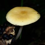 黄色いきのこ の高画質写真です。横浜市で、2025年8月11日に撮影したものです。