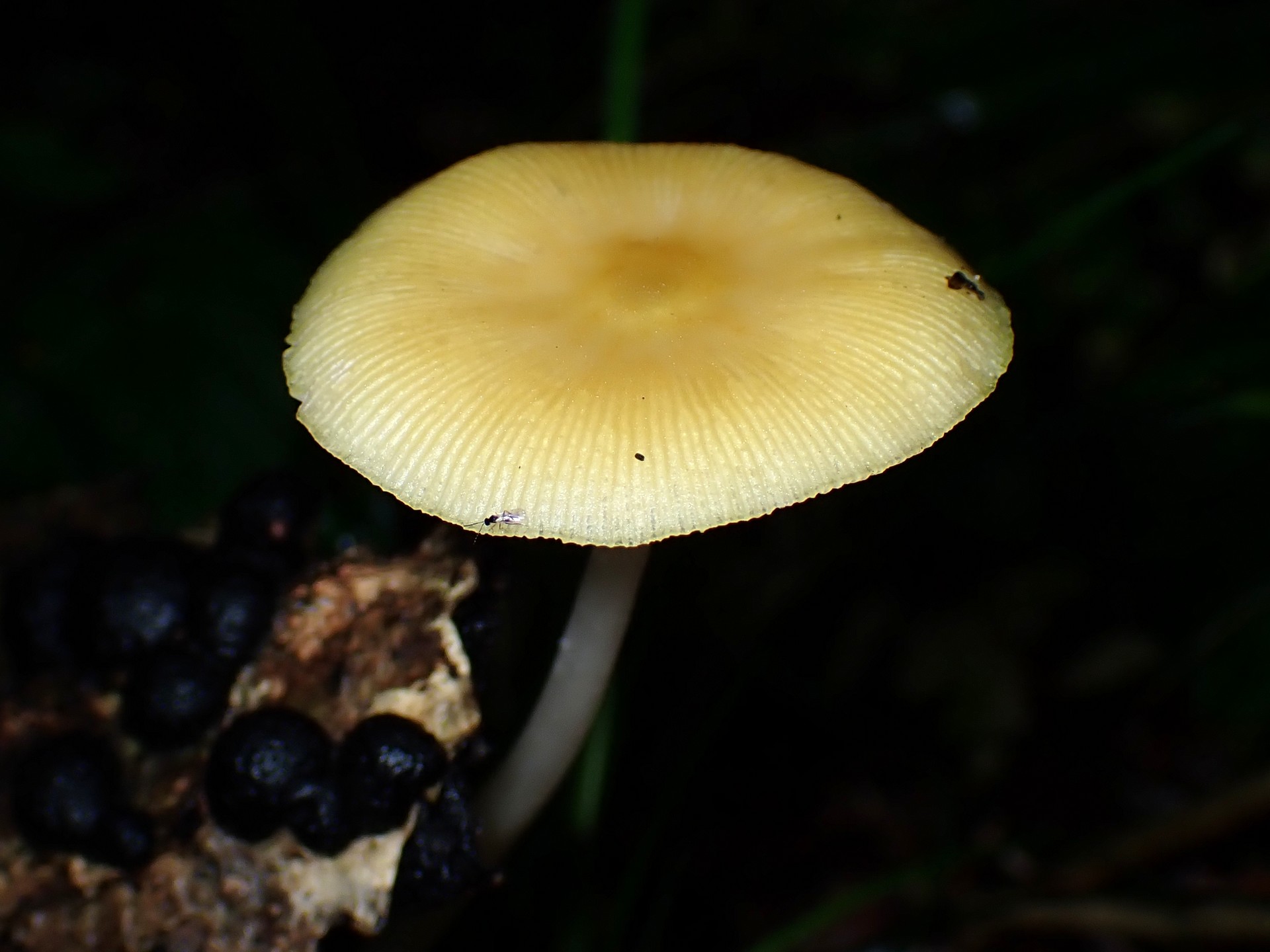 黄色いきのこ の高画質写真です。横浜市で、2025年8月11日に撮影したものです。