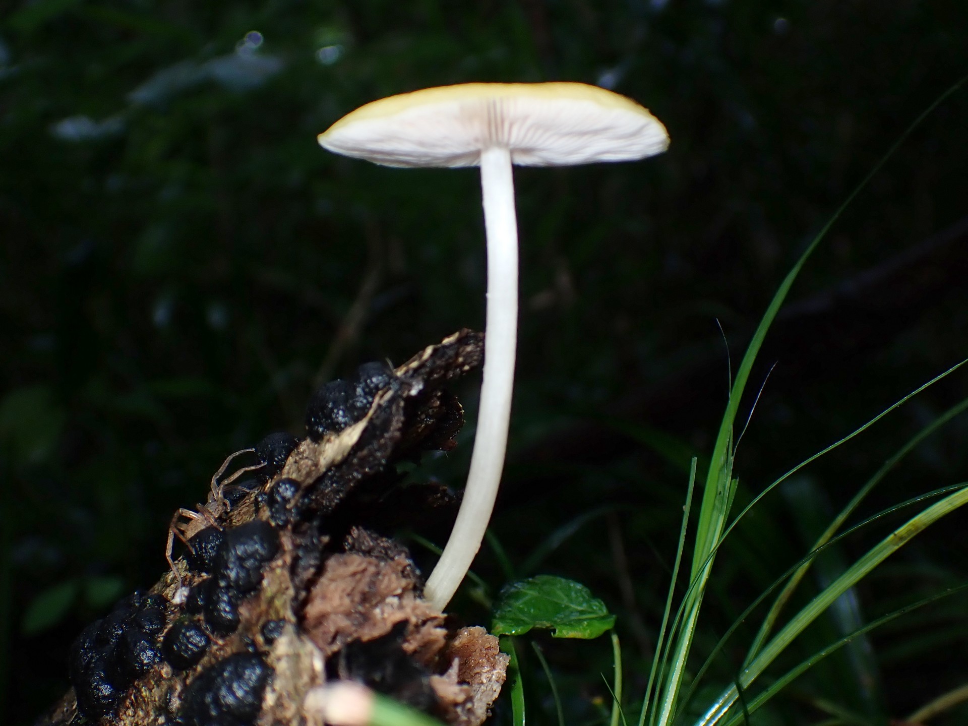 黄色いきのこ の高画質写真です。横浜市で、2025年8月11日に撮影したものです。