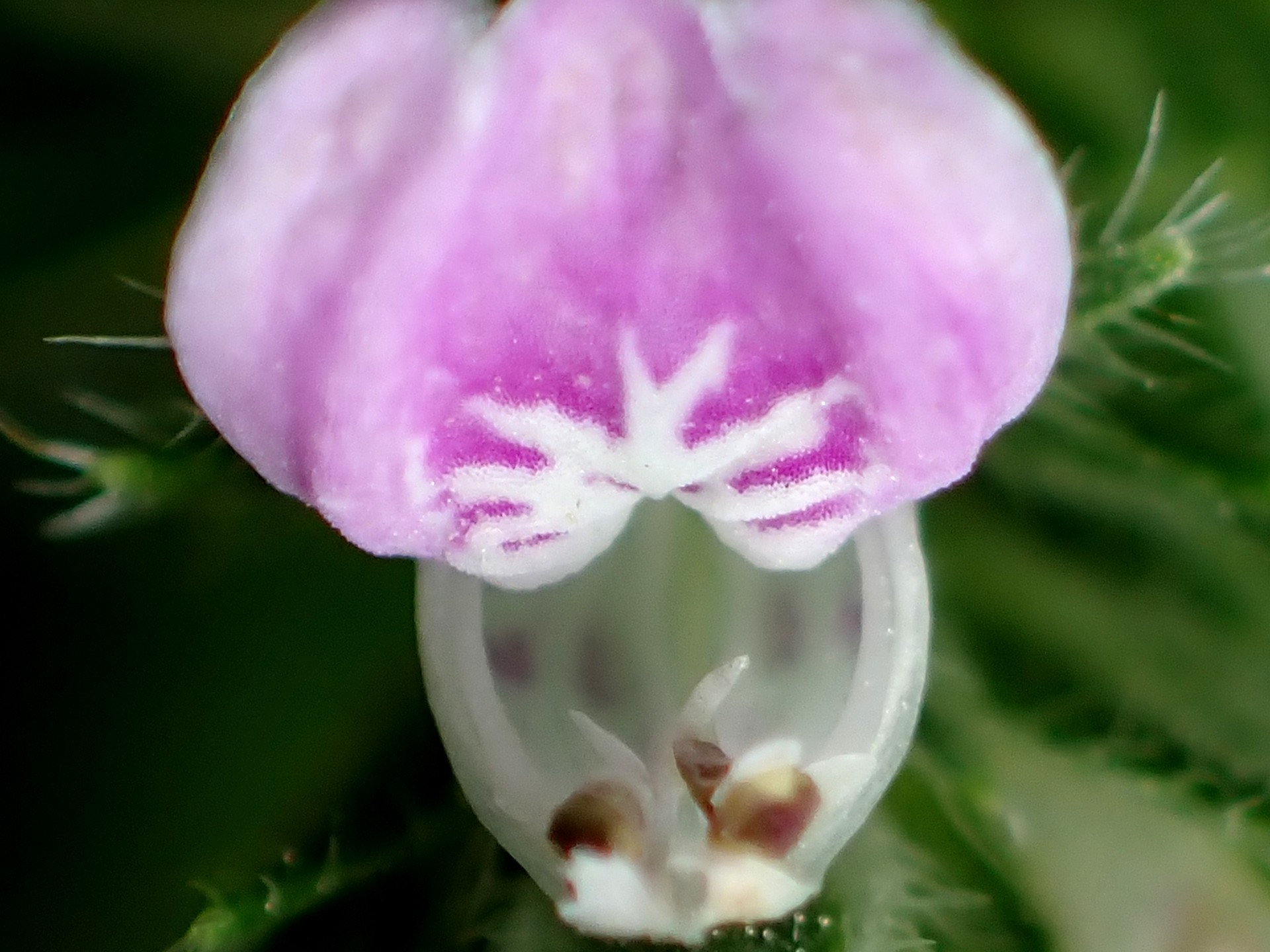 キツネノマゴ の高画質写真です。横浜市で、2025年8月29日に撮影したものです。