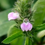 キツネノマゴ の高画質写真です。横浜市で、2025年8月29日に撮影したものです。