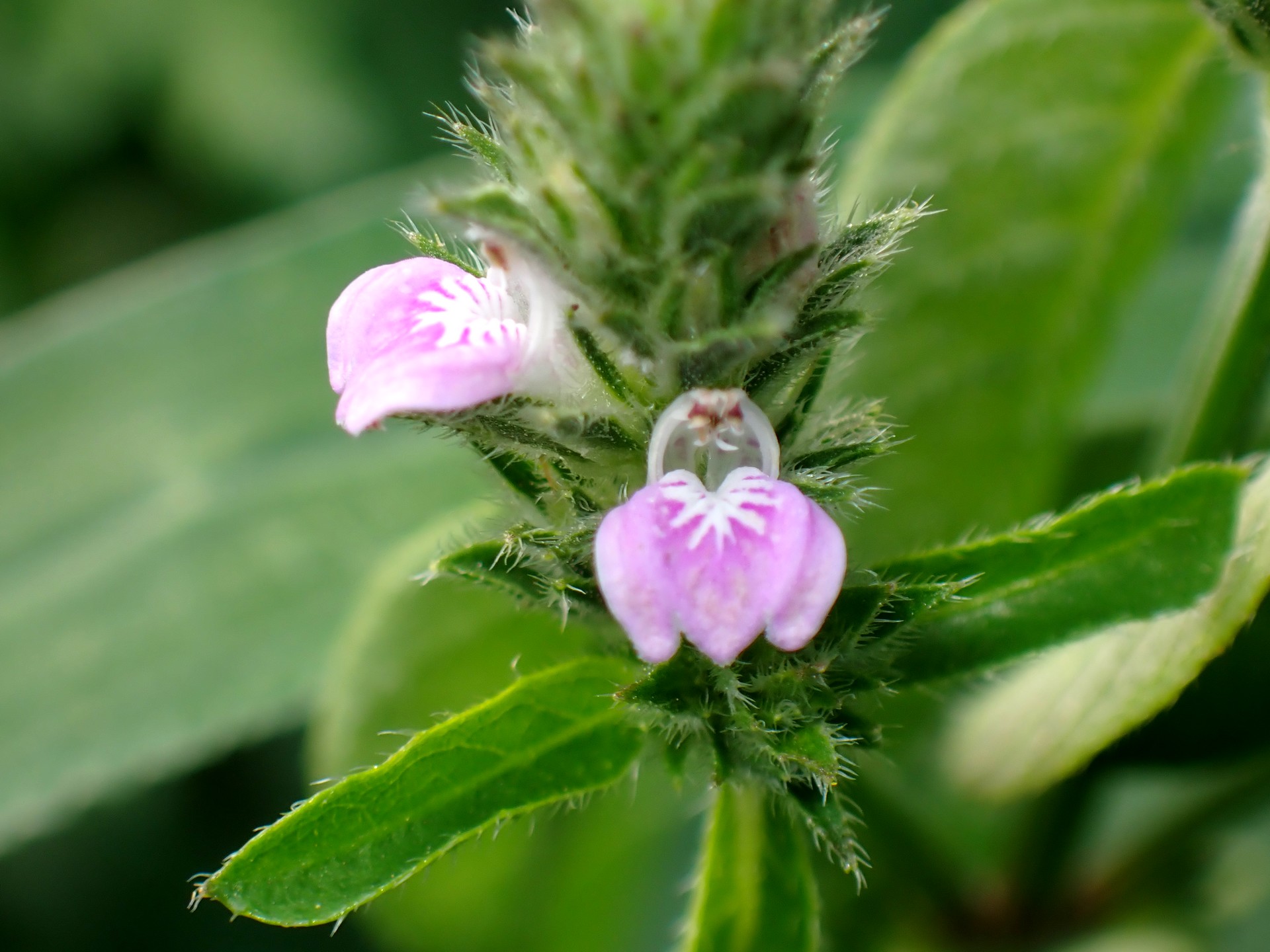 キツネノマゴ の高画質写真です。横浜市で、2025年8月29日に撮影したものです。