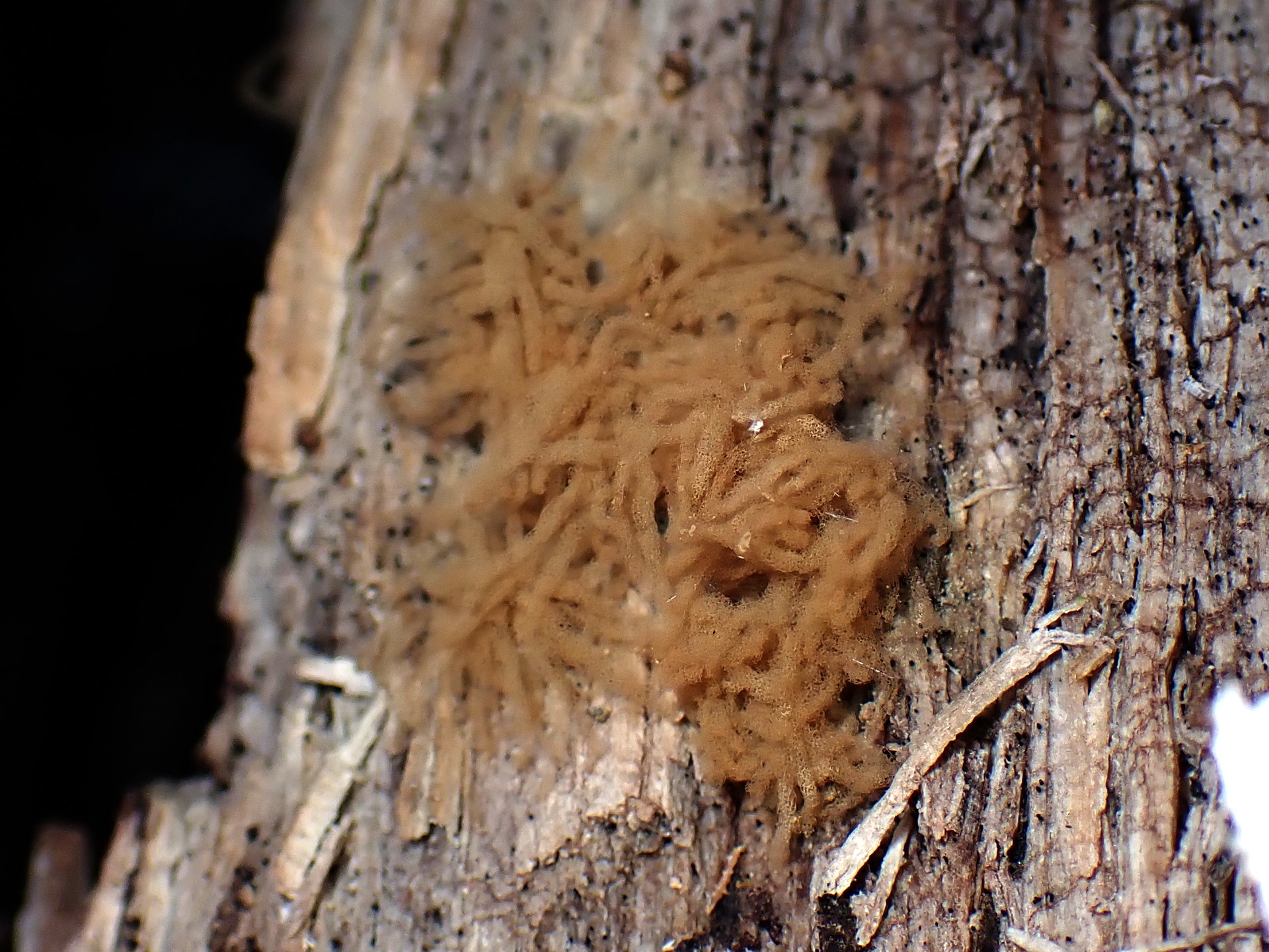 キウツボホコリ の高画質写真です。横浜市で、2025年8月25日に撮影したものです。