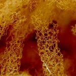 キウツボホコリ の高画質写真です。横浜市で、2025年8月25日に撮影したものです。