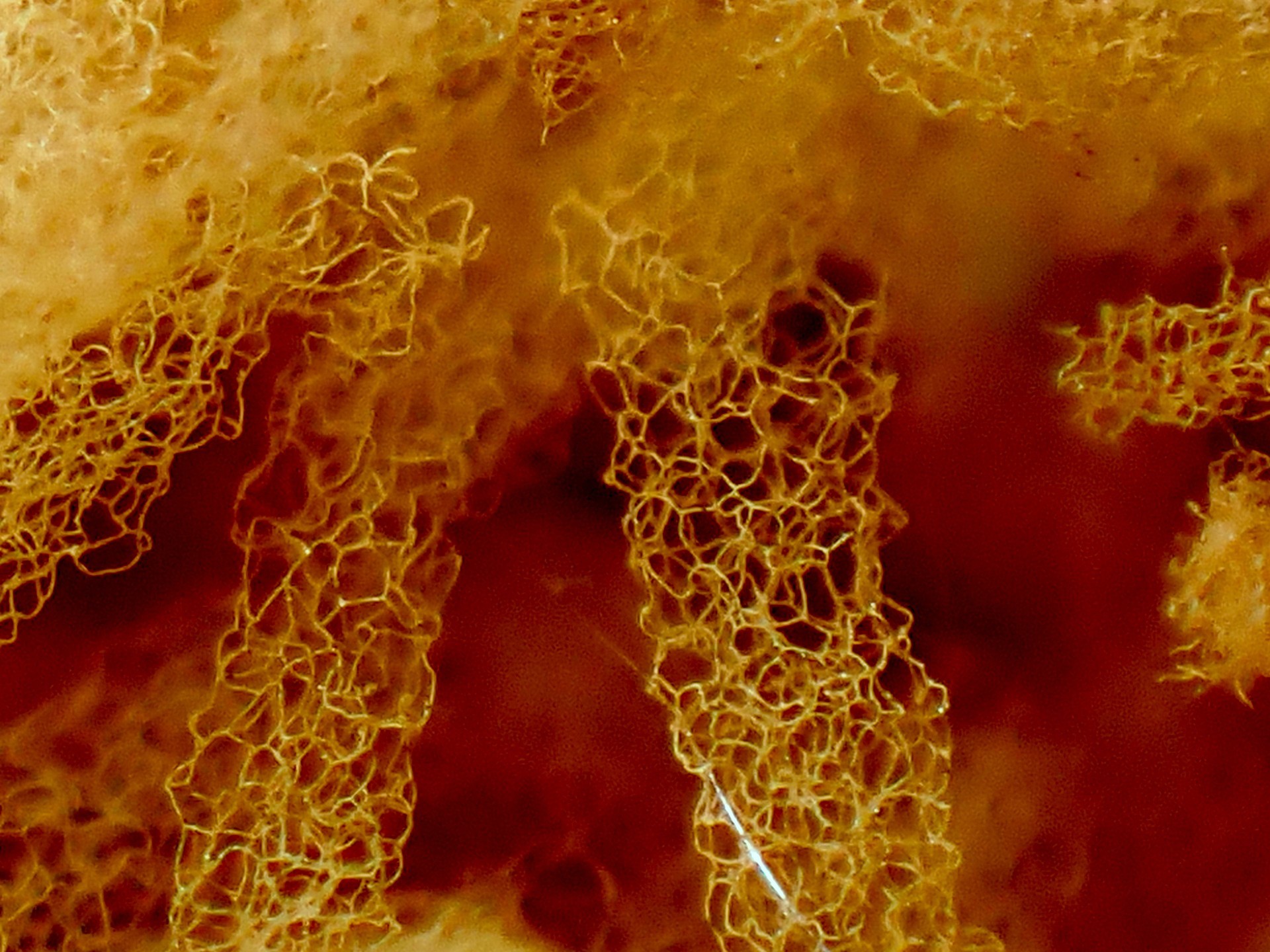 キウツボホコリ の高画質写真です。横浜市で、2025年8月25日に撮影したものです。