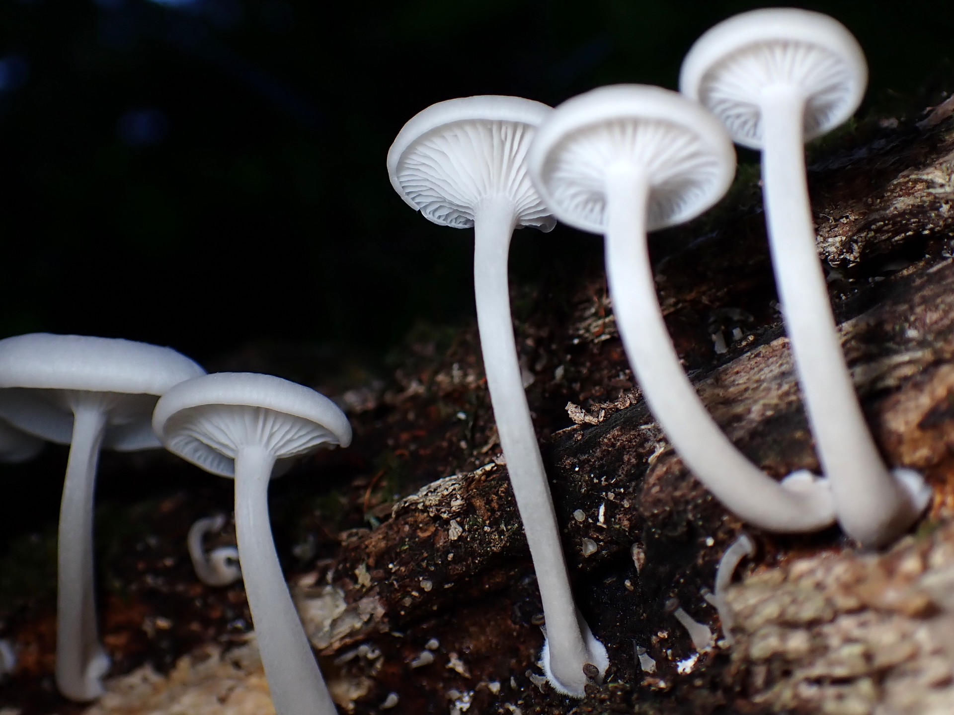 コカブイヌシメジ の高画質写真です。横浜市で、2025年8月19日に撮影したものです。