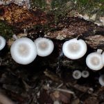 コカブイヌシメジ の高画質写真です。横浜市で、2025年8月19日に撮影したものです。