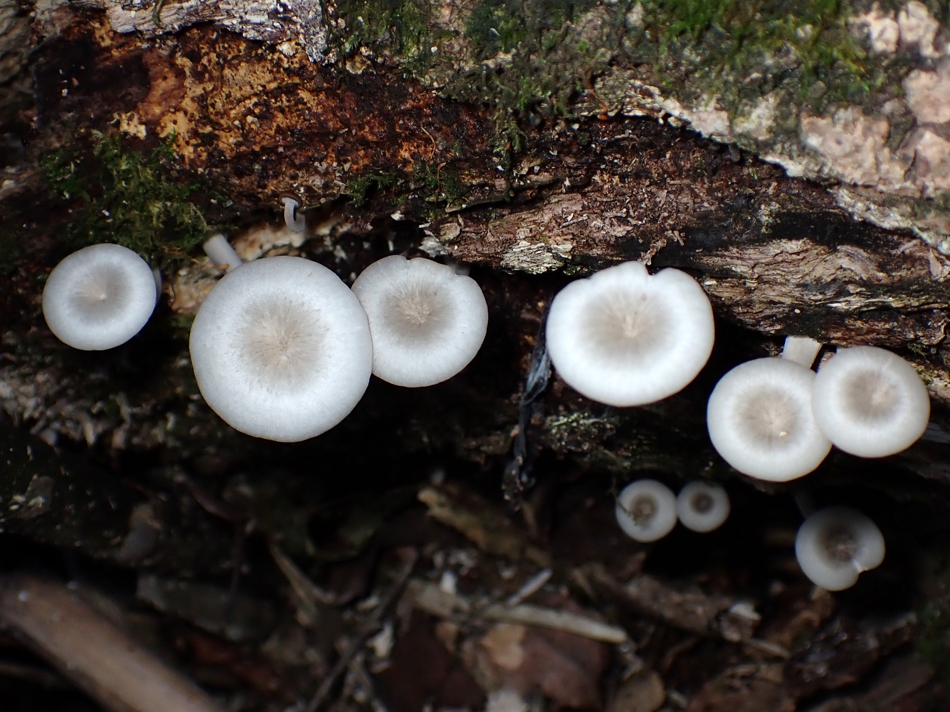 コカブイヌシメジ の高画質写真です。横浜市で、2025年8月19日に撮影したものです。