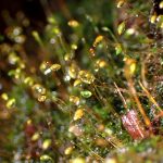 コケの仲間 の高画質写真です。横浜市で、2025年8月11日に撮影したものです。