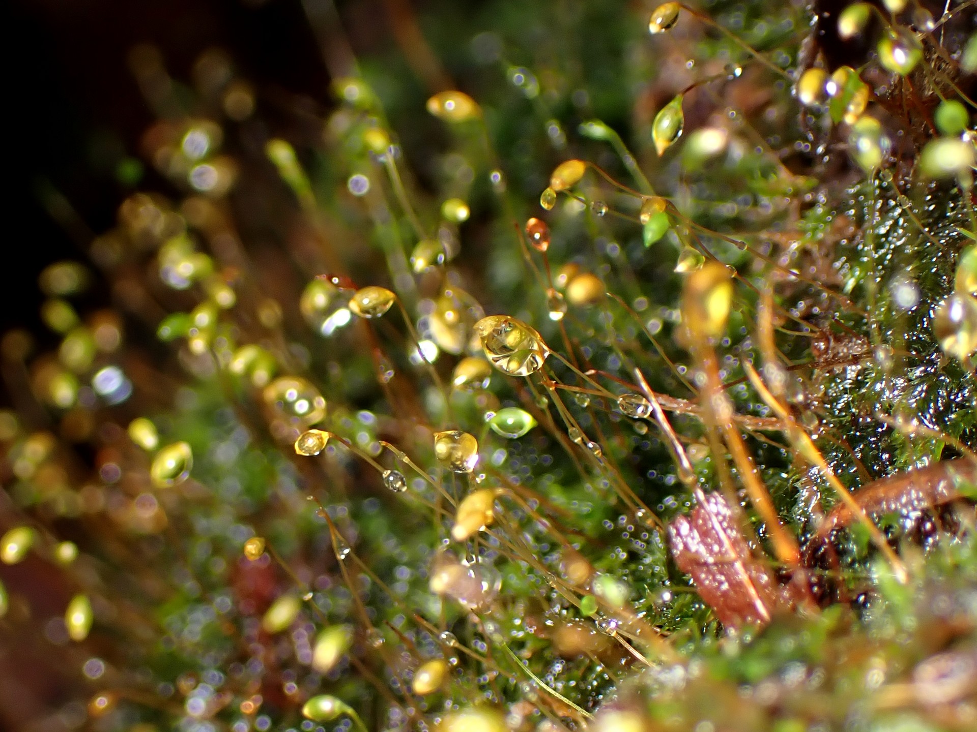 コケの仲間 の高画質写真です。横浜市で、2025年8月11日に撮影したものです。