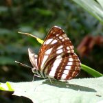 コミスジ の高画質写真です。横浜市で、2025年8月16日に撮影したものです。