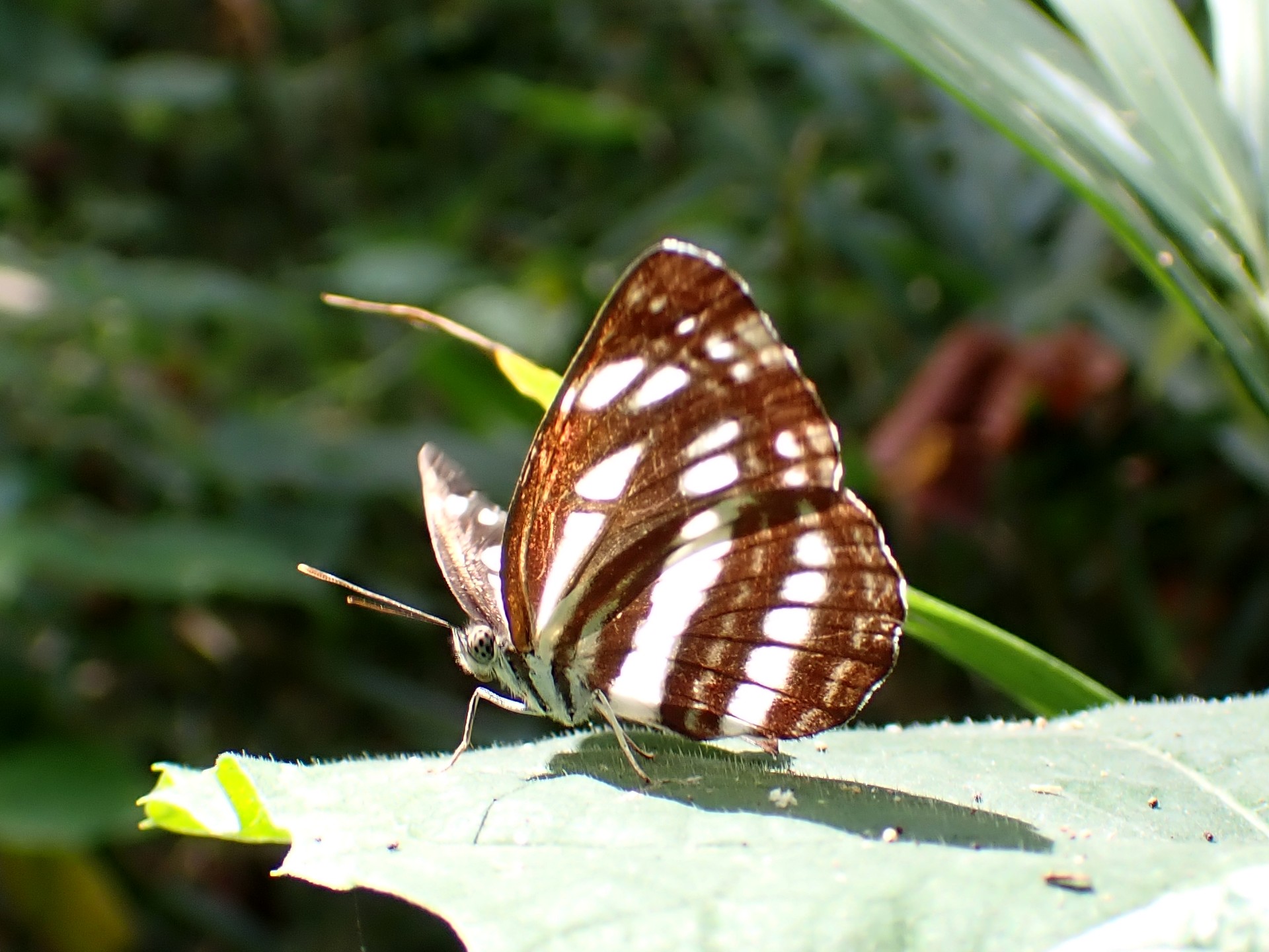 コミスジ の高画質写真です。横浜市で、2025年8月16日に撮影したものです。