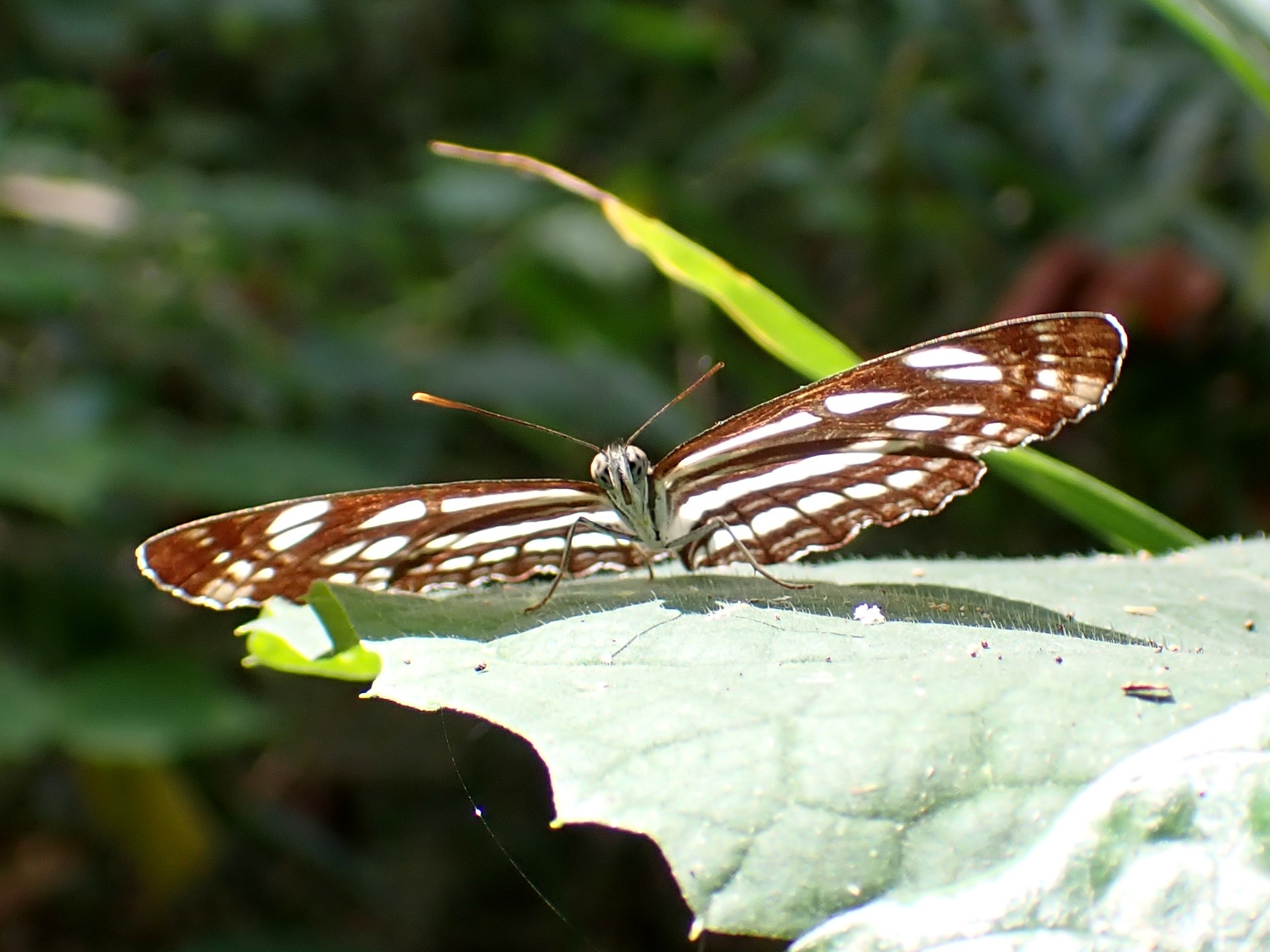 コミスジ の高画質写真です。横浜市で、2025年8月16日に撮影したものです。