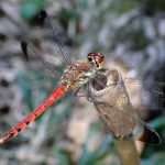 コノシメトンボ の高画質写真です。横浜市で、2025年8月29日に撮影したものです。