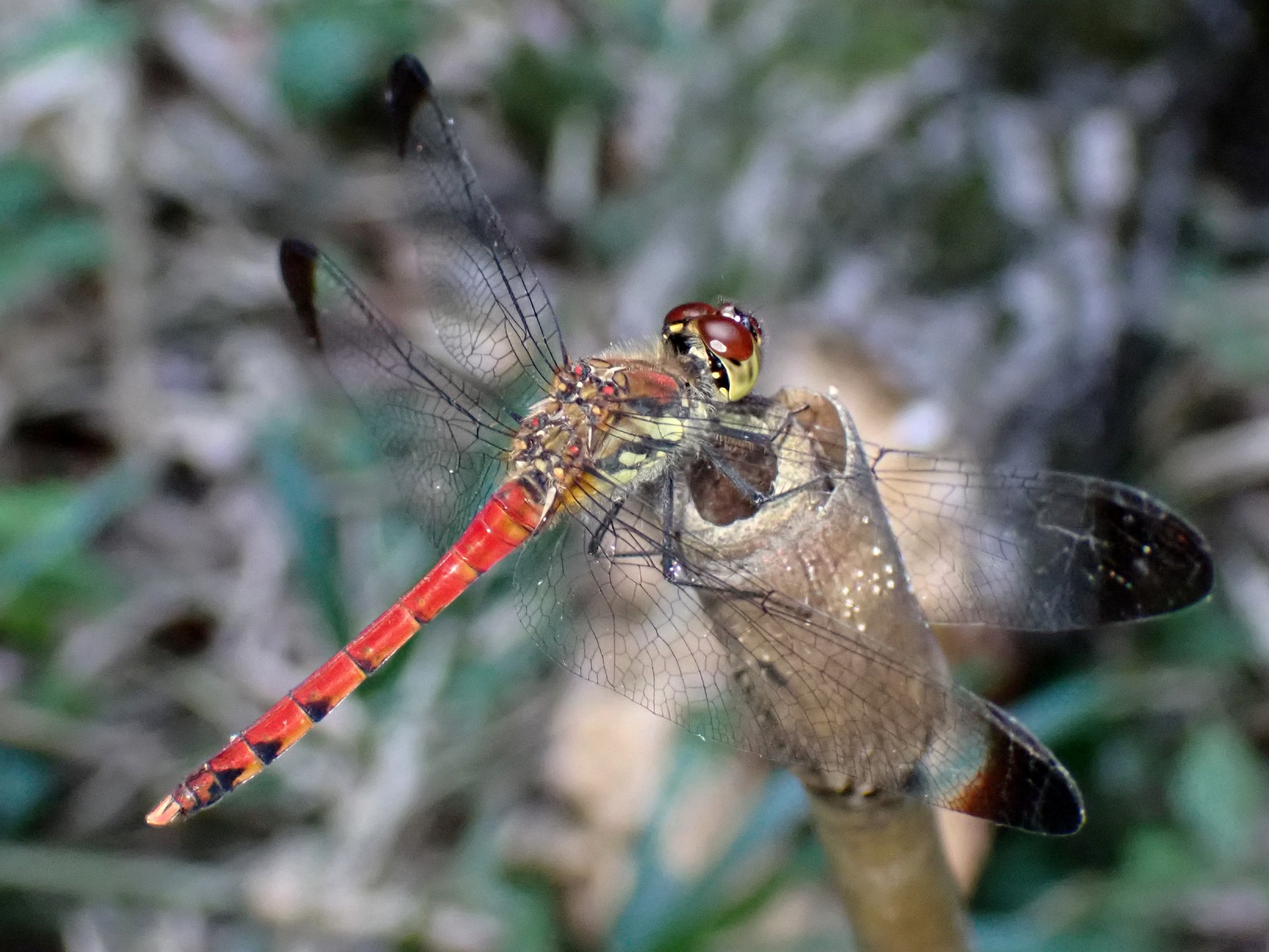 コノシメトンボ の高画質写真です。横浜市で、2025年8月29日に撮影したものです。