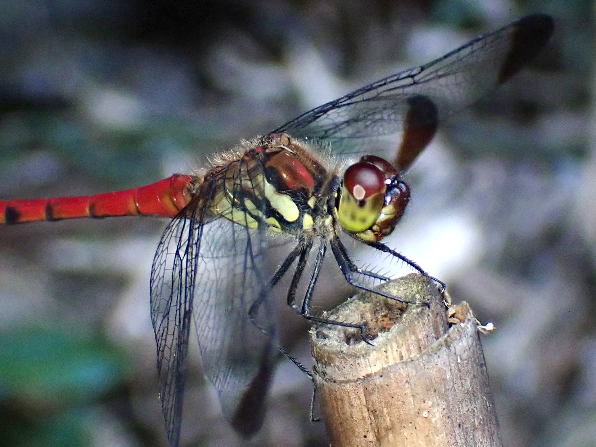 コノシメトンボ の高画質写真です。横浜市で、2025年8月29日に撮影したものです。