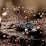 クモノスホコリ の高画質写真です。横浜市で、2025年8月27日に撮影したものです。