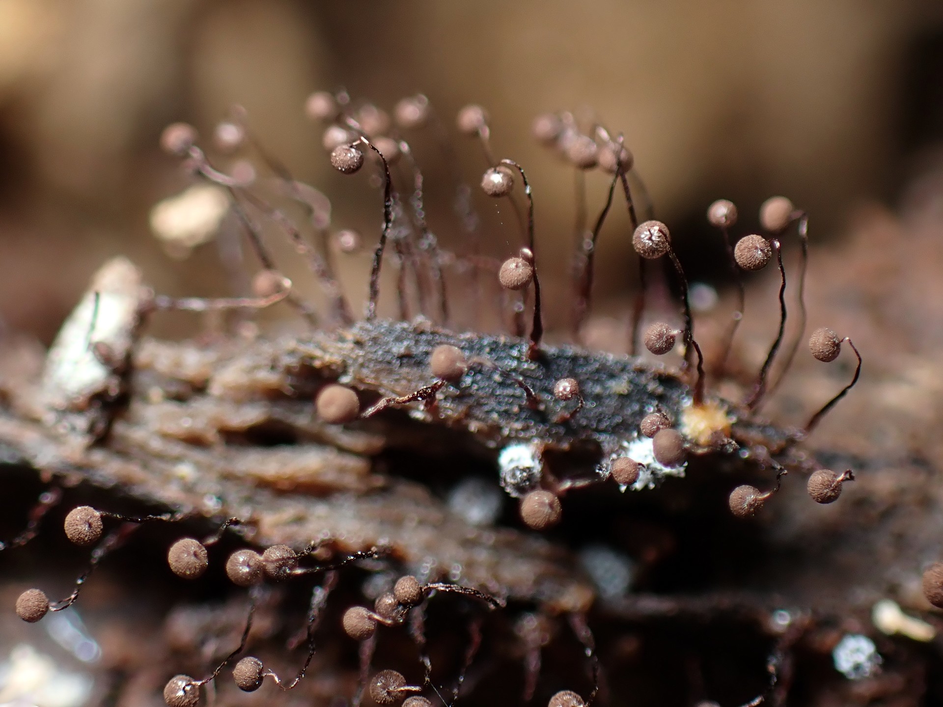 クモノスホコリ の高画質写真です。横浜市で、2025年8月27日に撮影したものです。