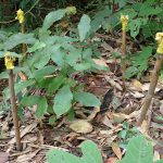 クヌギ の高画質写真です。横浜市で、2025年8月12日に撮影したものです。