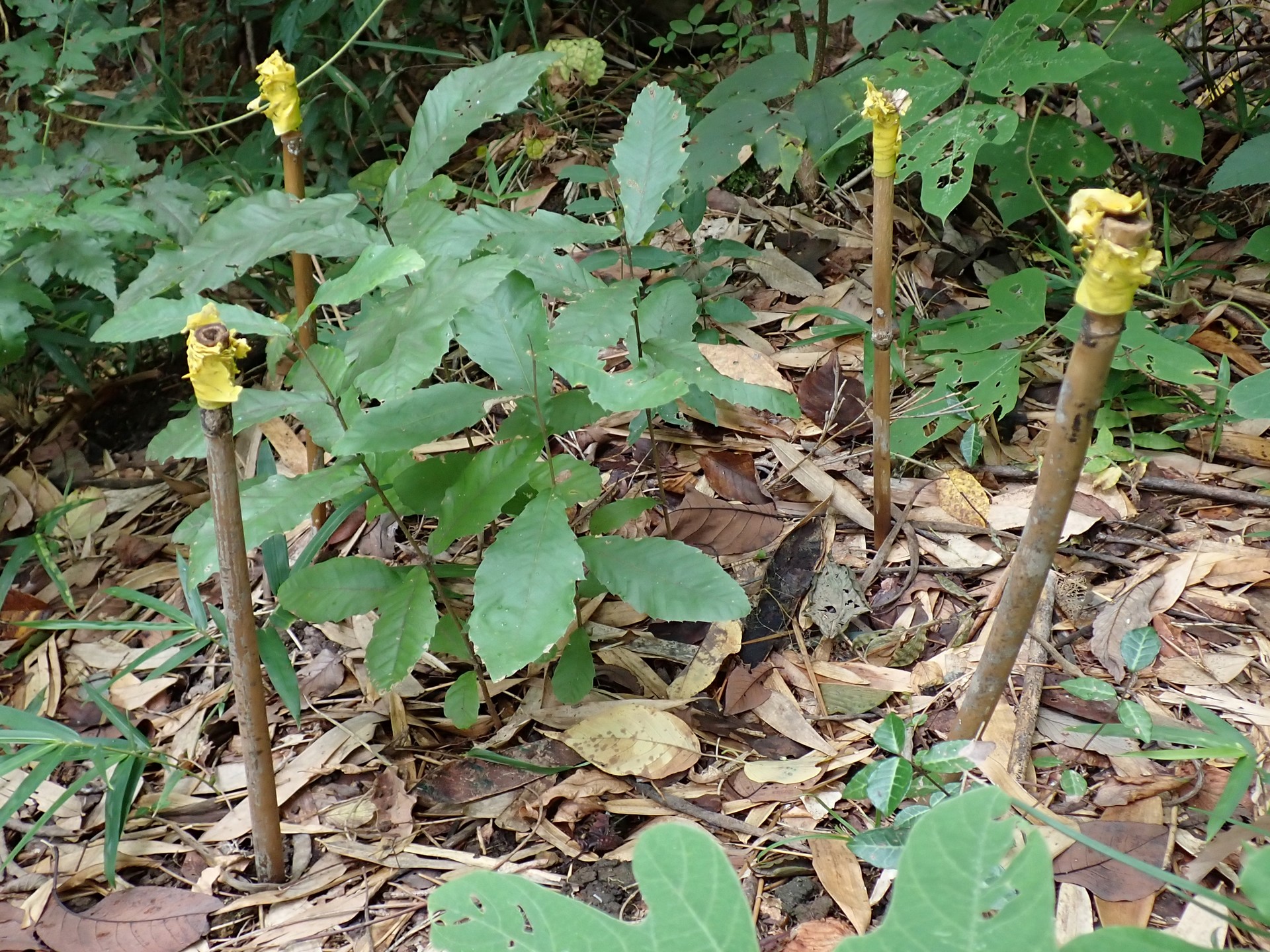 クヌギ の高画質写真です。横浜市で、2025年8月12日に撮影したものです。