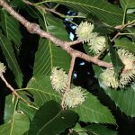 クヌギ の高画質写真です。横浜市で、2025年8月09日に撮影したものです。