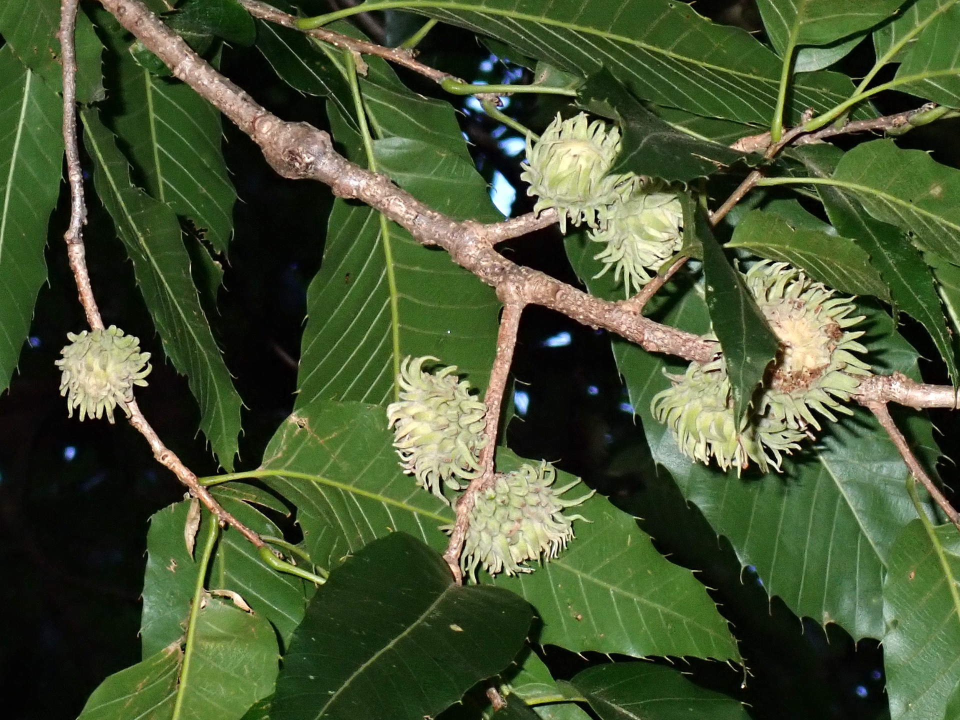 クヌギ の高画質写真です。横浜市で、2025年8月09日に撮影したものです。