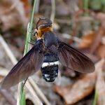 クロバネツリアブ の高画質写真です。横浜市で、2025年8月09日に撮影したものです。