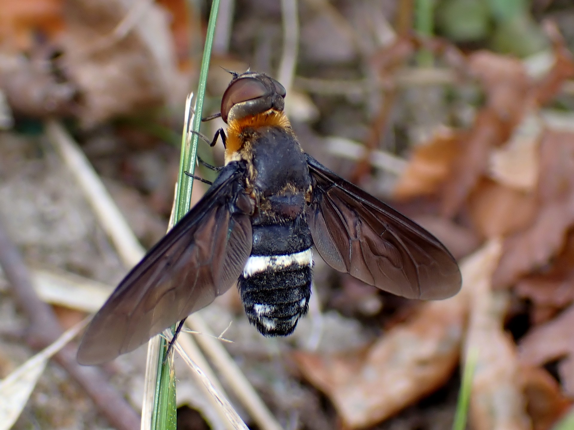 クロバネツリアブ の高画質写真です。横浜市で、2025年8月09日に撮影したものです。