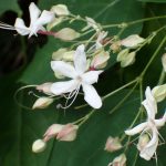 クサギ の高画質写真です。横浜市で、2025年8月12日に撮影したものです。