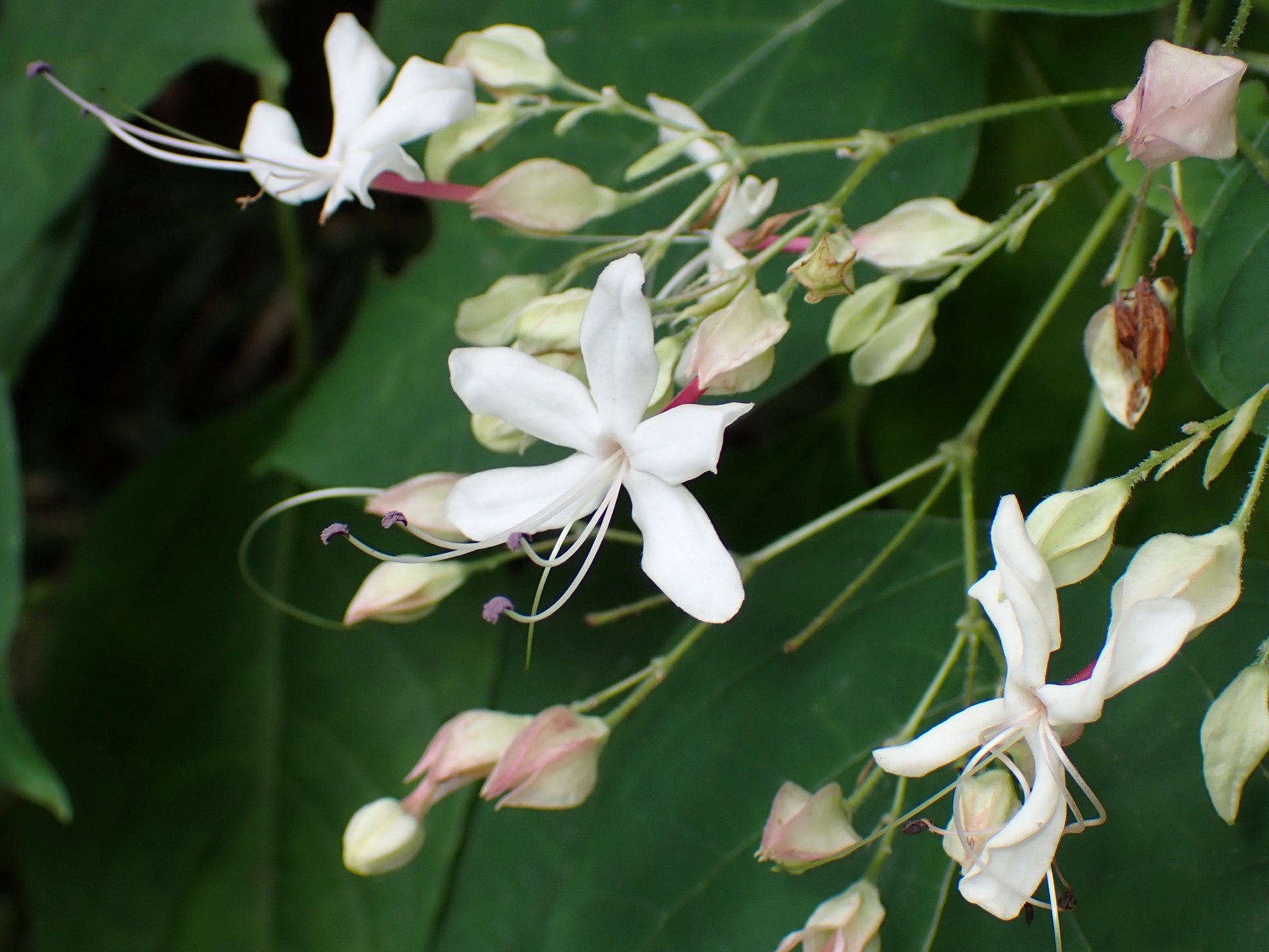 クサギ の高画質写真です。横浜市で、2025年8月12日に撮影したものです。