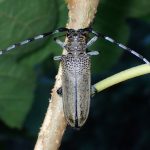 クワカミキリ の高画質写真です。横浜市で、2025年8月24日に撮影したものです。