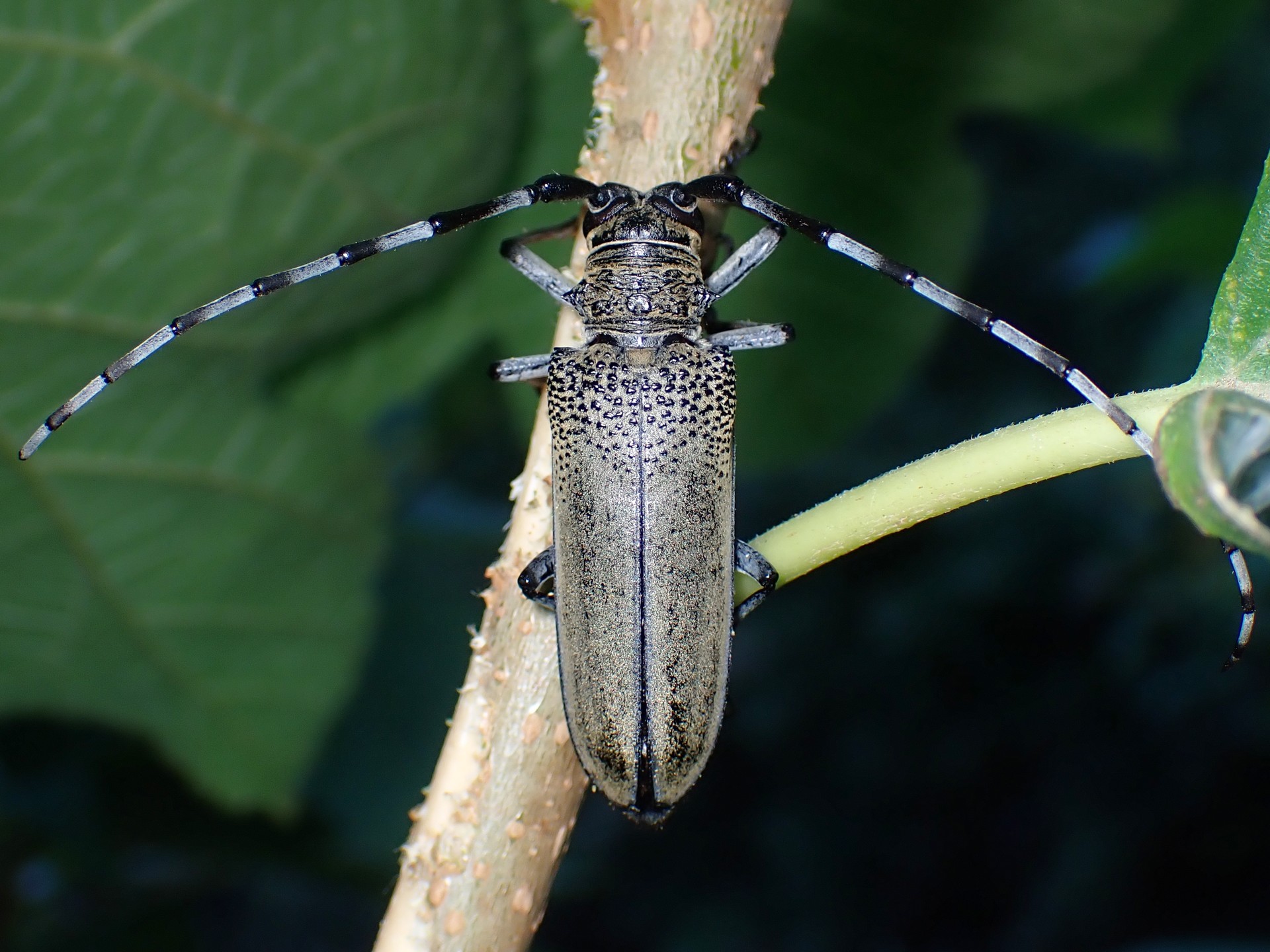 クワカミキリ の高画質写真です。横浜市で、2025年8月24日に撮影したものです。