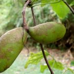 ミツバアケビ の高画質写真です。横浜市で、2025年8月13日に撮影したものです。