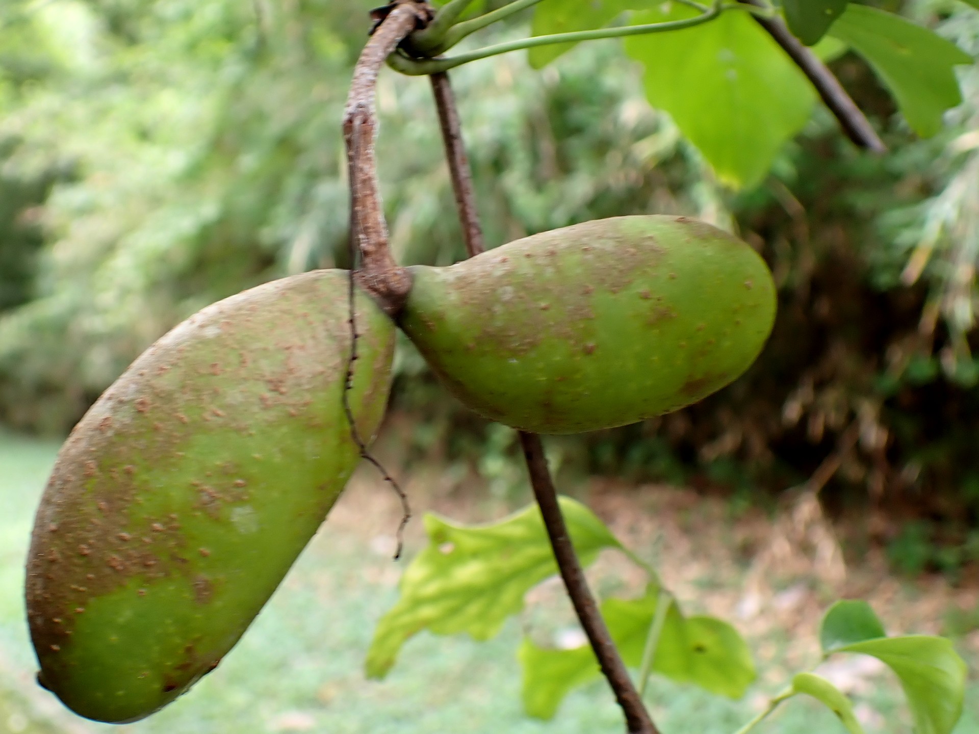 ミツバアケビ の高画質写真です。横浜市で、2025年8月13日に撮影したものです。