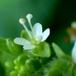 ミズタマソウ の高画質写真です。横浜市で、2025年8月04日に撮影したものです。