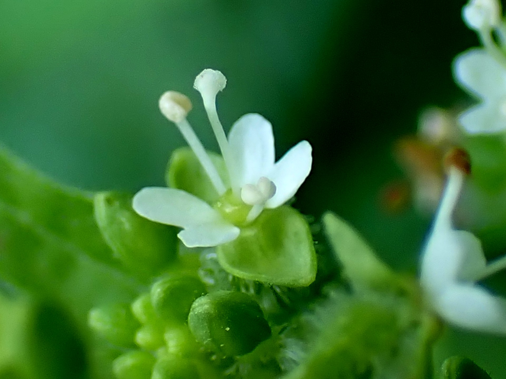 ミズタマソウ の高画質写真です。横浜市で、2025年8月04日に撮影したものです。