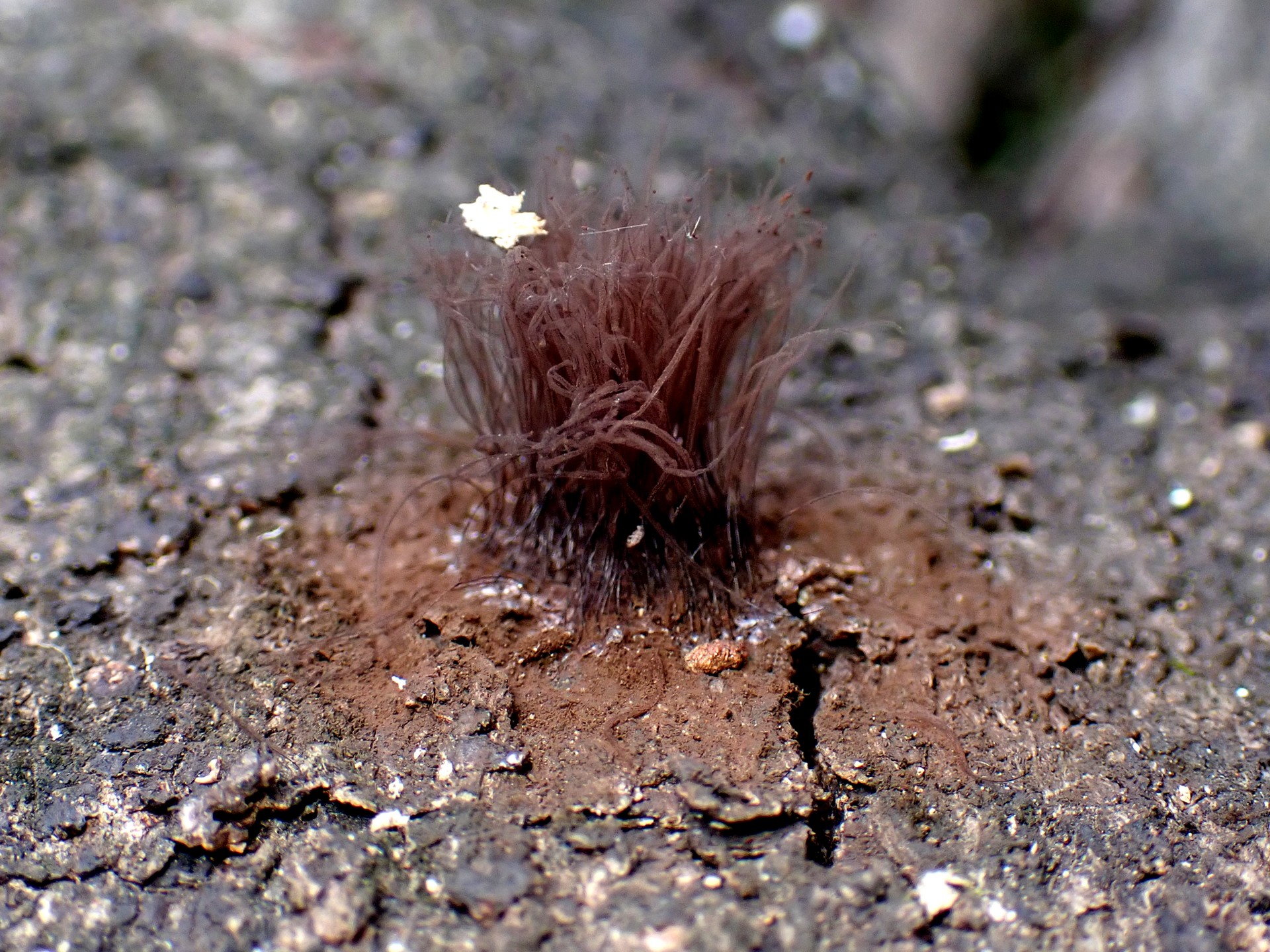 ムラサキホコリの仲間 の高画質写真です。横浜市で、2025年8月27日に撮影したものです。