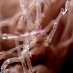 ムラサキホコリの仲間 の高画質写真です。横浜市で、2025年8月27日に撮影したものです。