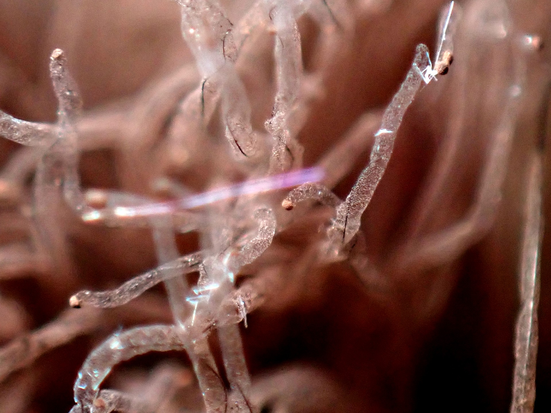 ムラサキホコリの仲間 の高画質写真です。横浜市で、2025年8月27日に撮影したものです。