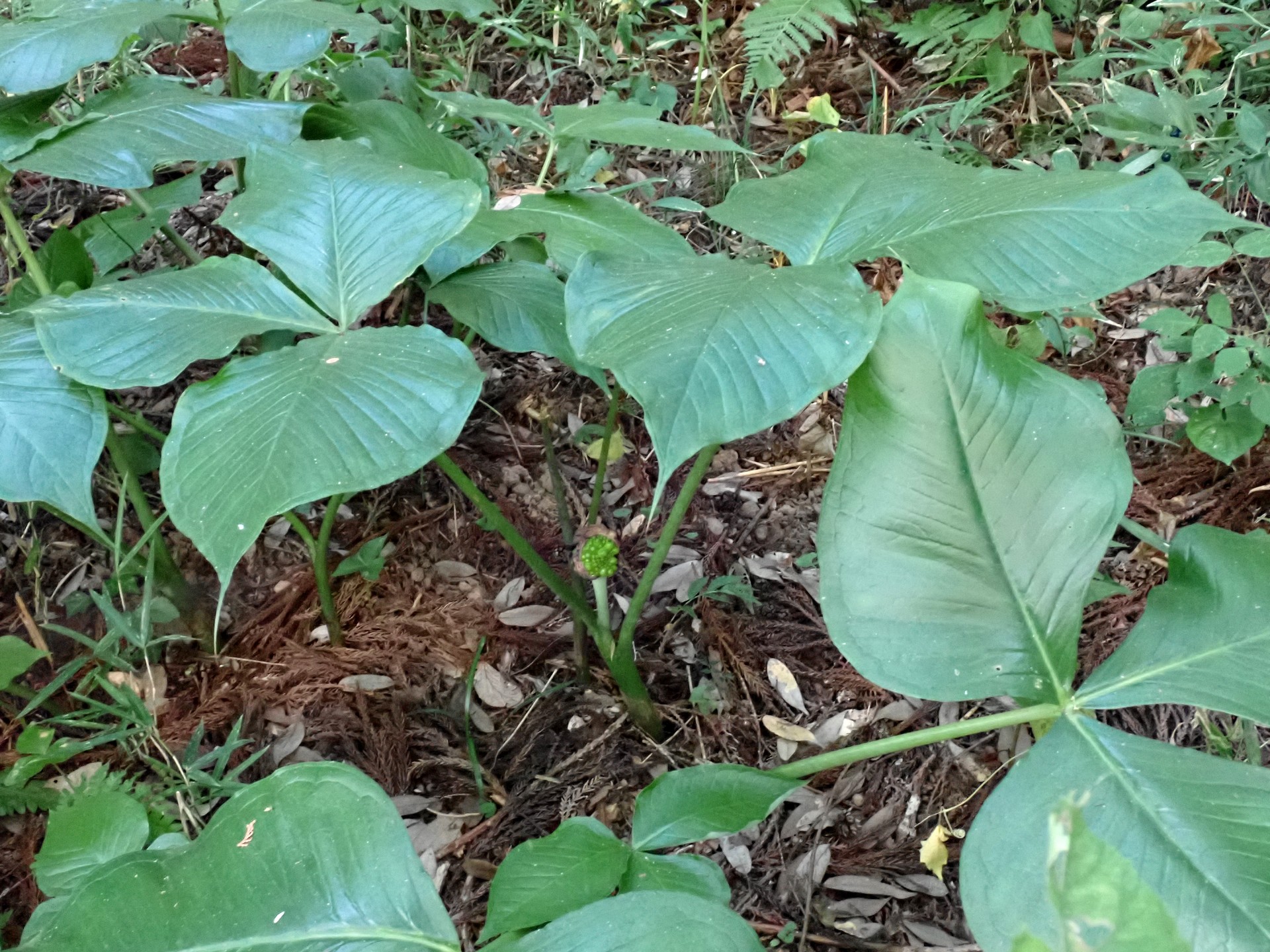 ムサシアブミ の高画質写真です。横浜市で、2025年8月29日に撮影したものです。
