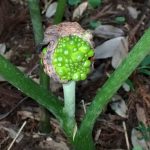 ムサシアブミ の高画質写真です。横浜市で、2025年8月29日に撮影したものです。