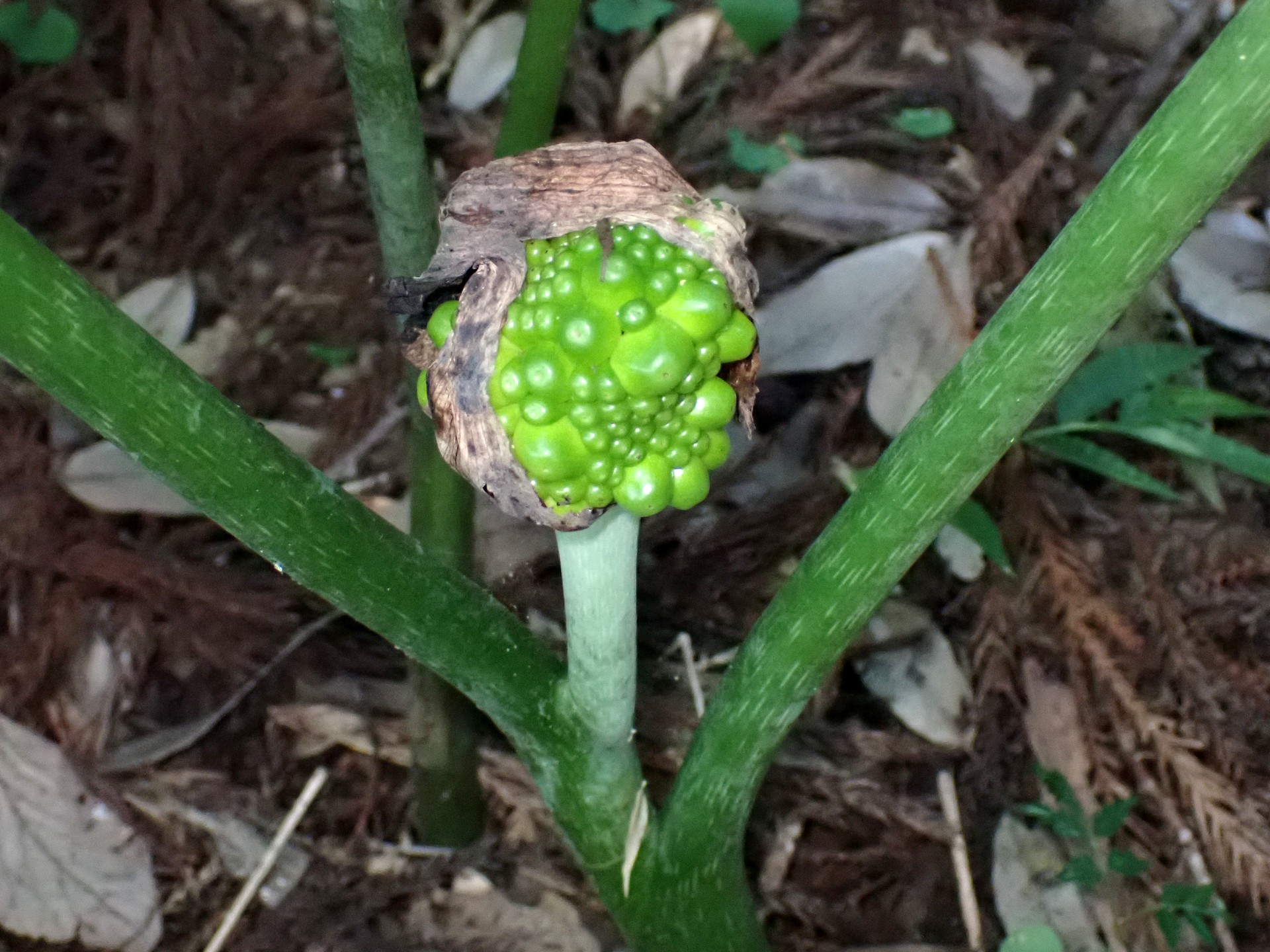 ムサシアブミ の高画質写真です。横浜市で、2025年8月29日に撮影したものです。