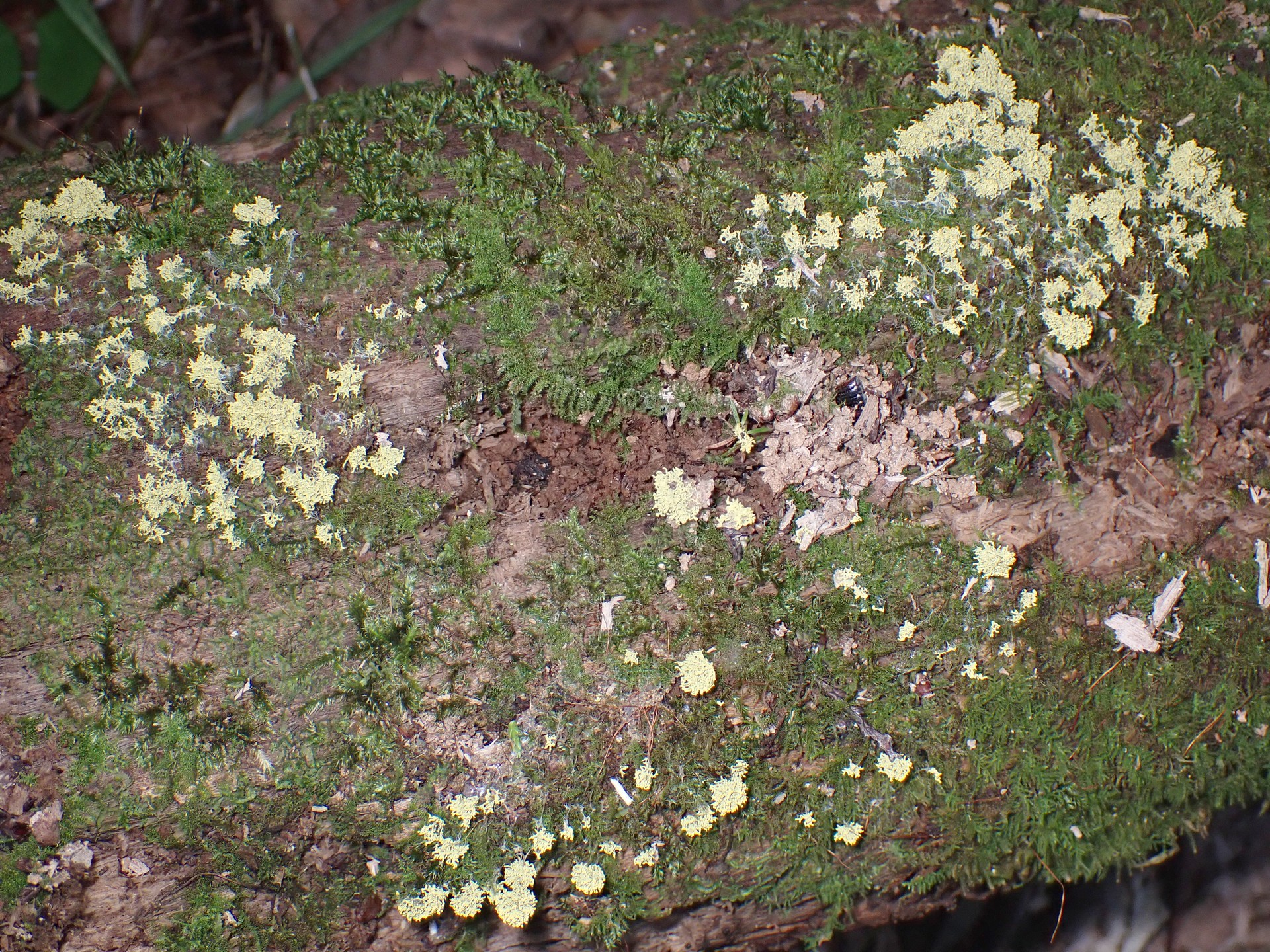 ムシホコリ似 の高画質写真です。横浜市で、2025年8月24日に撮影したものです。