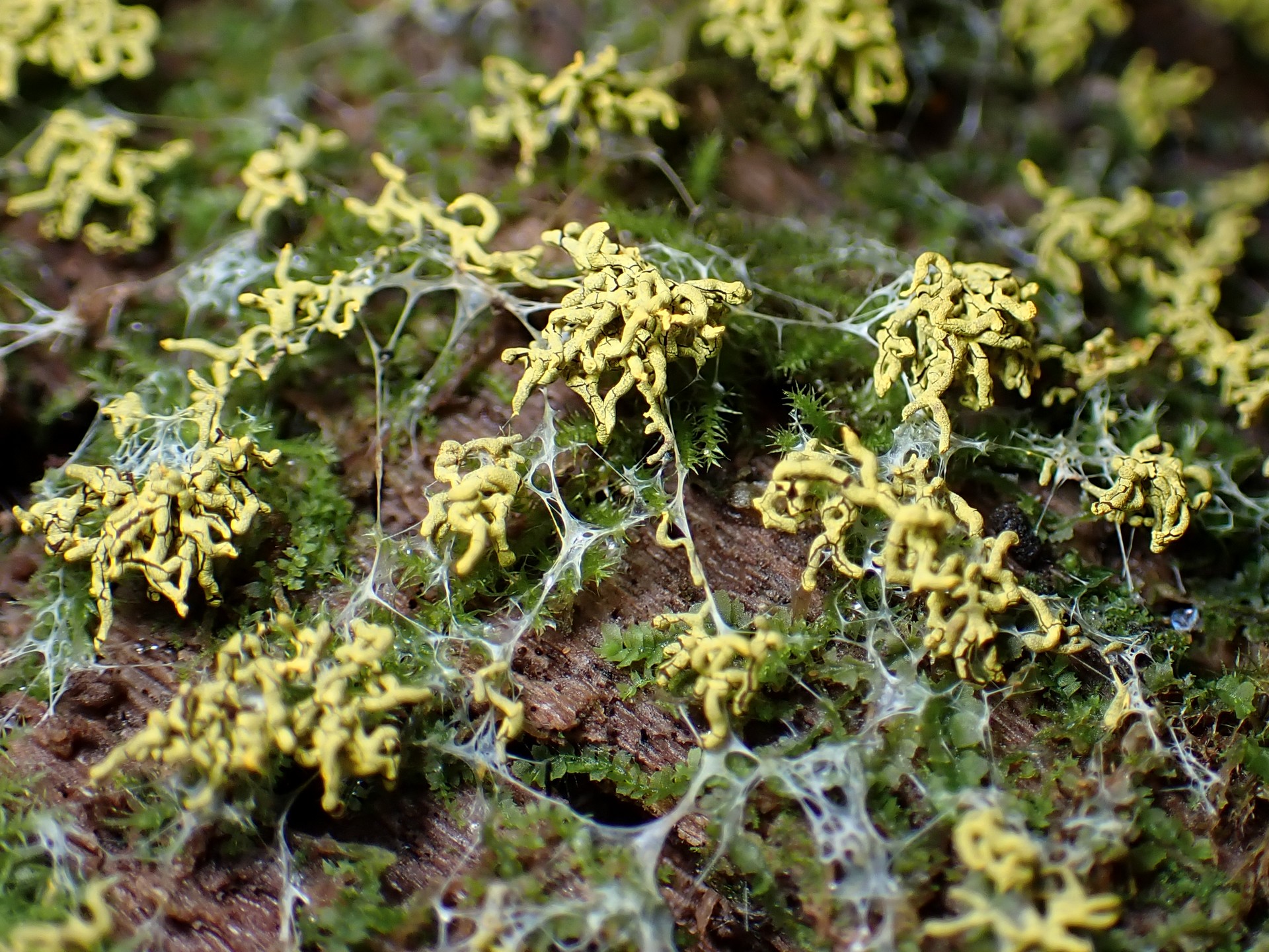 ムシホコリ似 の高画質写真です。横浜市で、2025年8月24日に撮影したものです。