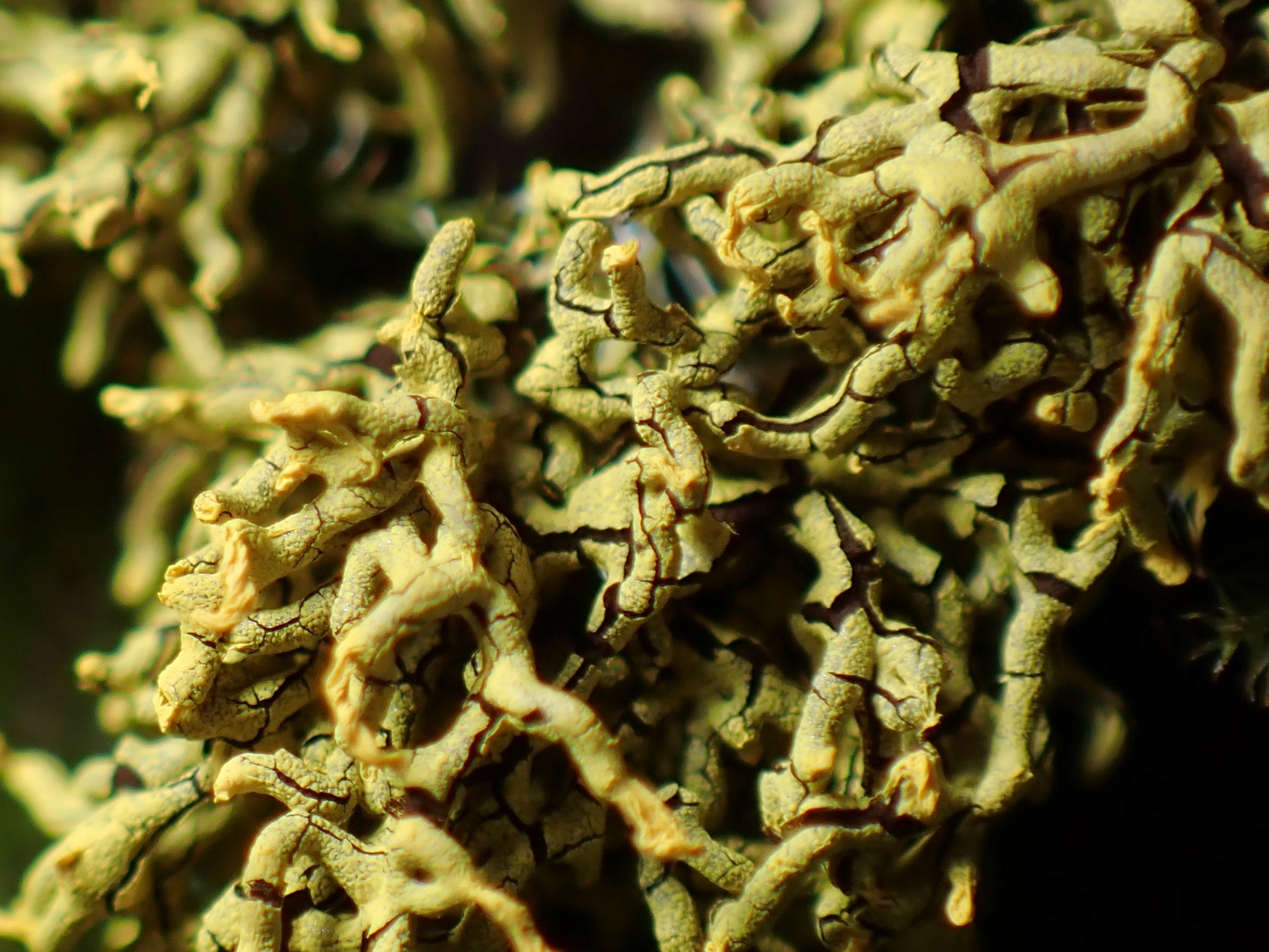 ムシホコリ似 の高画質写真です。横浜市で、2025年8月24日に撮影したものです。