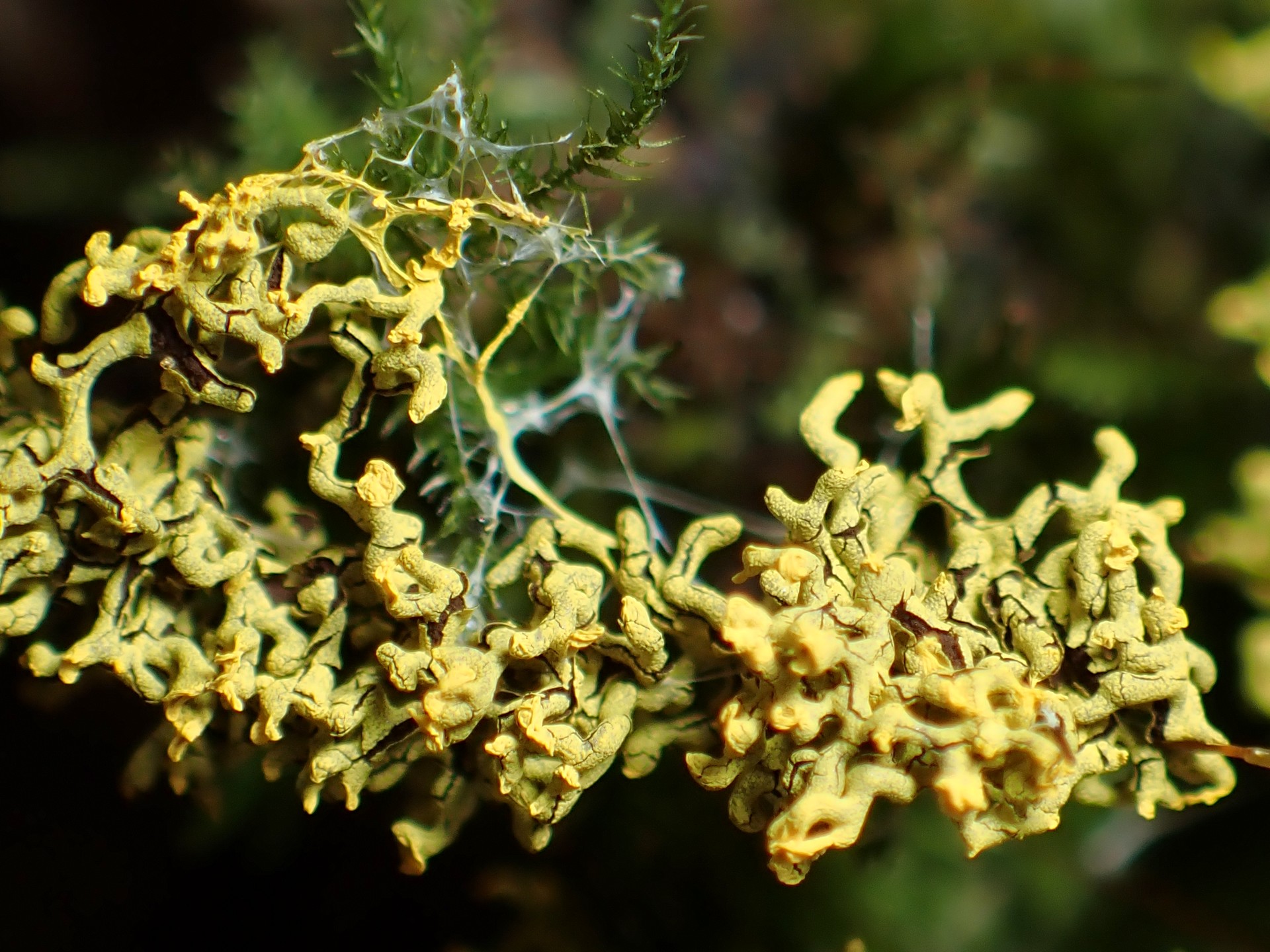ムシホコリ似 の高画質写真です。横浜市で、2025年8月24日に撮影したものです。